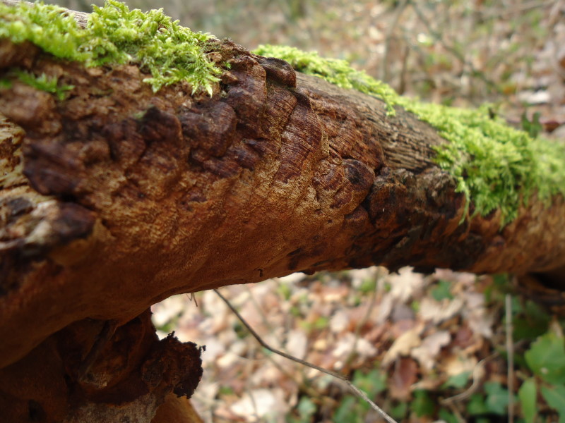 Phellinus e poi ..